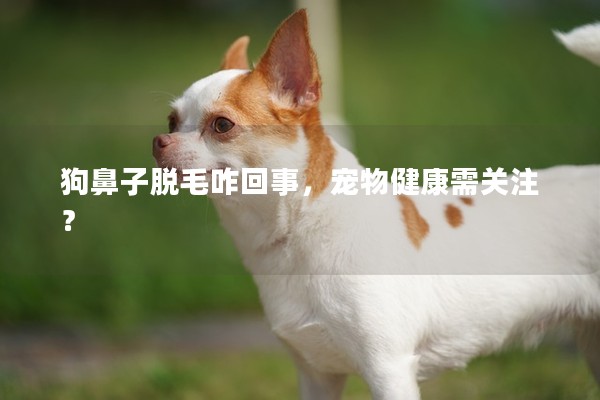 狗鼻子脫毛咋回事，寵物健康需關注？