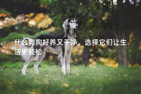 什么狗狗好養又干凈，選擇它們讓生活更輕松