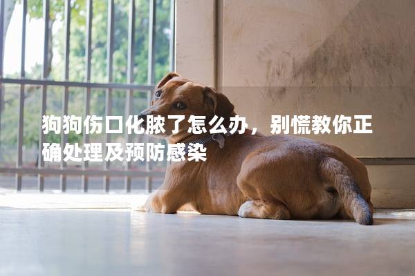 狗狗傷口化膿了怎么辦，別慌教你正確處理及預(yù)防感染