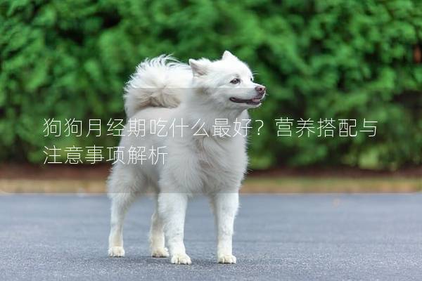 狗狗月經期吃什么最好？營養搭配與注意事項解析
