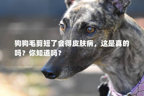 狗狗毛剪短了會(huì)得皮膚病，這是真的嗎？你知道嗎？