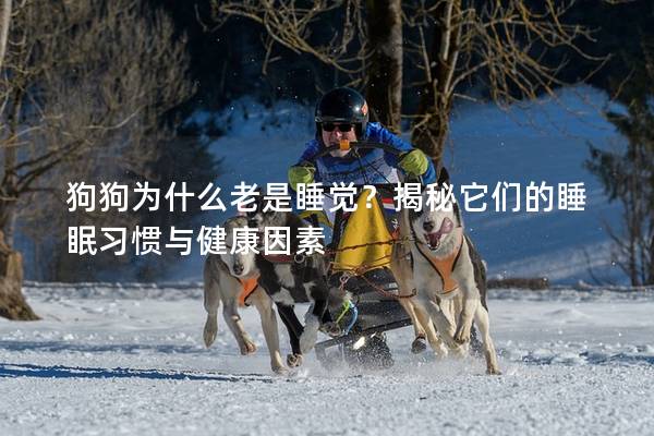 狗狗為什么老是睡覺？揭秘它們的睡眠習慣與健康因素