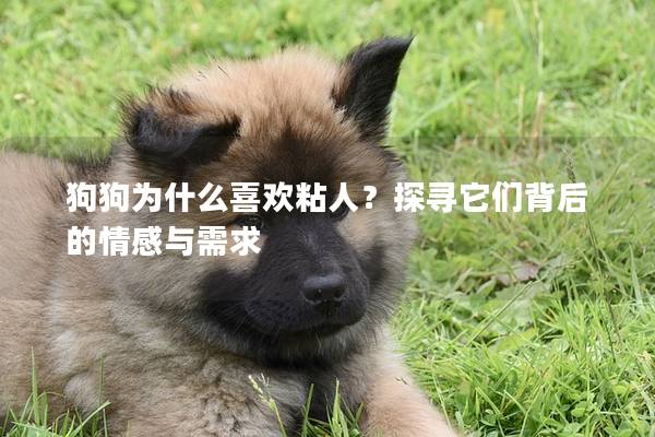 狗狗為什么喜歡粘人？探尋它們背后的情感與需求