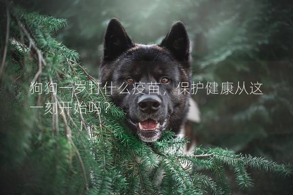 狗狗一歲打什么疫苗，保護(hù)健康從這一刻開(kāi)始嗎？