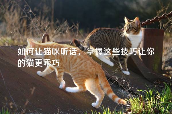 如何讓貓咪聽話，掌握這些技巧讓你的貓更乖巧