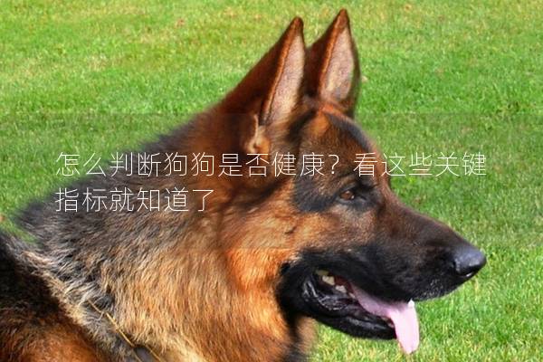 怎么判斷狗狗是否健康？看這些關鍵指標就知道了