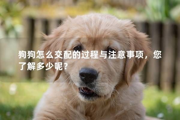狗狗怎么交配的過(guò)程與注意事項(xiàng)，您了解多少呢？