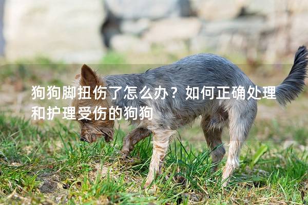 狗狗腳扭傷了怎么辦？如何正確處理和護理受傷的狗狗