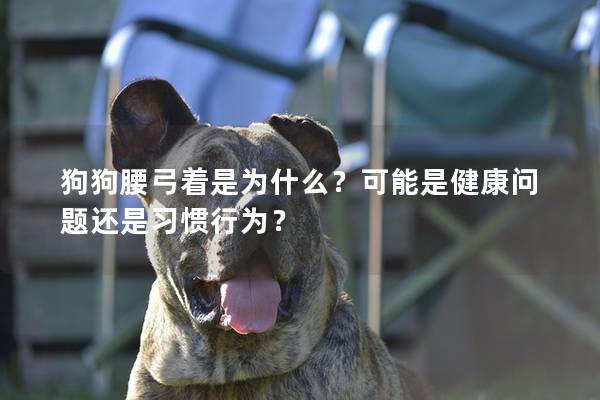 狗狗腰弓著是為什么？可能是健康問題還是習(xí)慣行為？