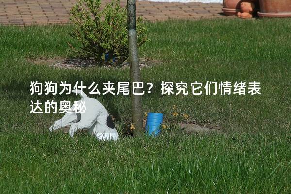 狗狗為什么夾尾巴？探究它們情緒表達的奧秘