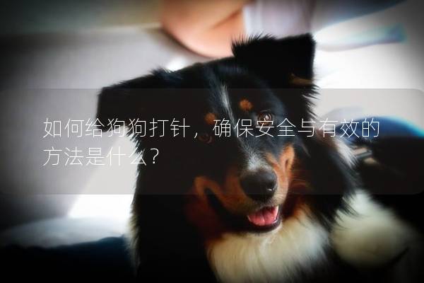 如何給狗狗打針,確保安全與有效的方法是什么? 如何給狗狗打針,確保安全與有效的方法是什么?