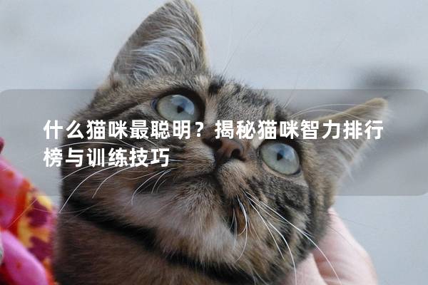 什么貓咪最聰明？揭秘貓咪智力排行榜與訓練技巧