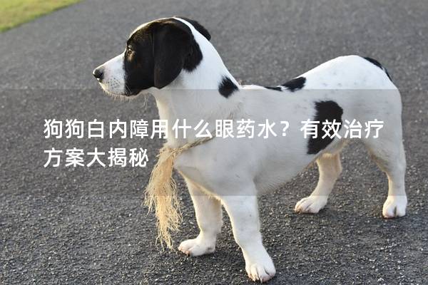 狗狗白內障用什么眼藥水？有效治療方案大揭秘