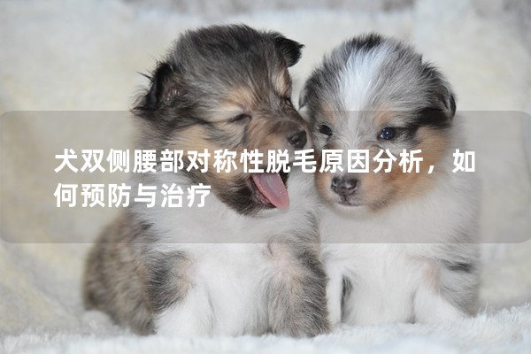 犬雙側腰部對稱性脫毛原因分析,如何預防與治療 犬雙側腰部對稱性脫毛原因分析,如何預防與治療