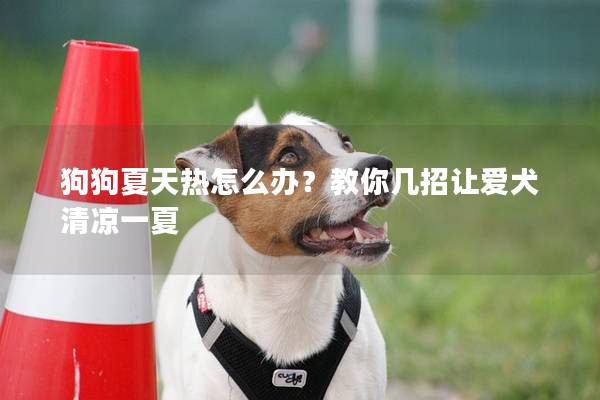 狗狗夏天熱怎么辦？教你幾招讓愛犬清涼一夏