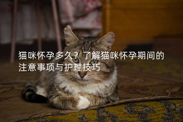 貓咪懷孕多久?了解貓咪懷孕期間的注意事項與護理技巧 貓咪懷孕多久?了解貓咪懷孕期間的注意事項與護理技巧
