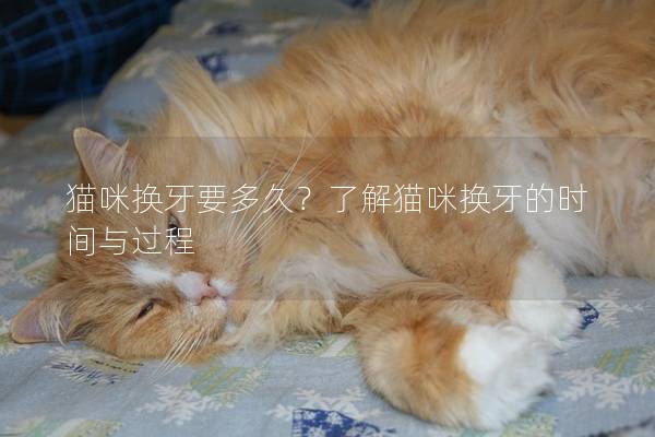 貓咪換牙要多久？了解貓咪換牙的時間與過程