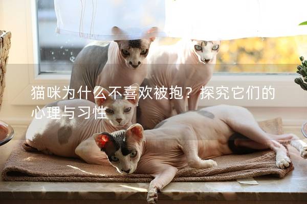 貓咪為什么不喜歡被抱？探究它們的心理與習性