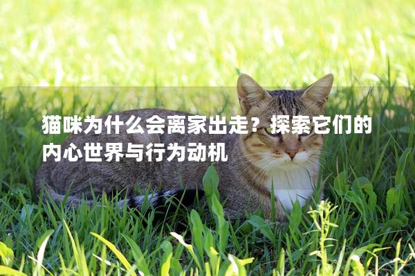 貓咪為什么會離家出走？探索它們的內心世界與行為動機