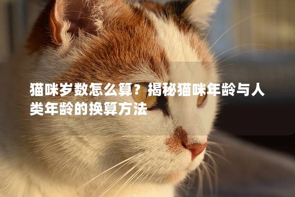 貓咪歲數怎么算？揭秘貓咪年齡與人類年齡的換算方法