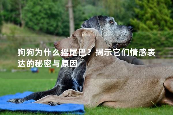 狗狗為什么搖尾巴？揭示它們情感表達的秘密與原因