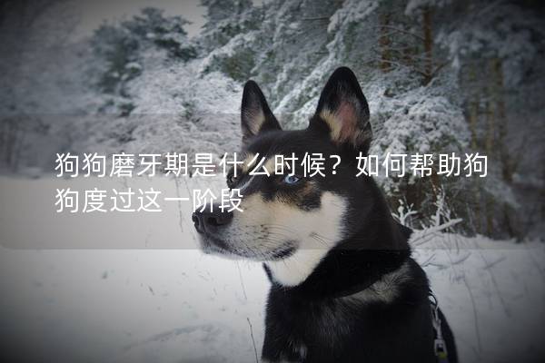 狗狗磨牙期是什么時候？如何幫助狗狗度過這一階段