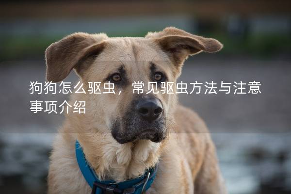 狗狗怎么驅蟲，常見驅蟲方法與注意事項介紹