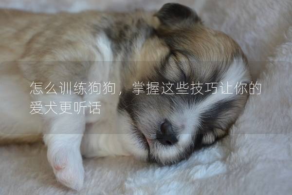 怎么訓練狗狗，掌握這些技巧讓你的愛犬更聽話