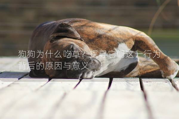 狗狗為什么吃草?探尋它們這一行為背后的原因與意義 狗狗為什么吃草?探尋它們這一行為背后的原因與意義