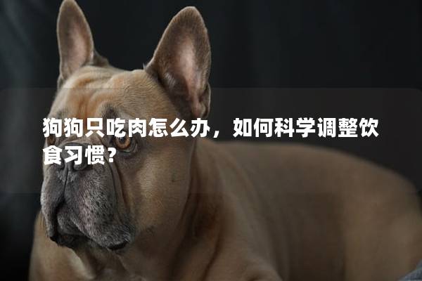 狗狗只吃肉怎么辦，如何科學調整飲食習慣？