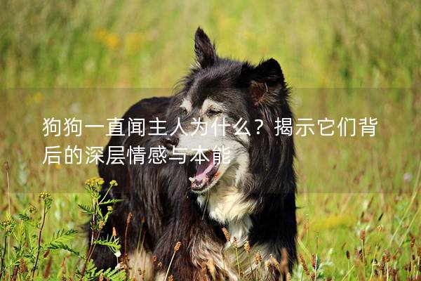 狗狗一直聞主人為什么？揭示它們背后的深層情感與本能