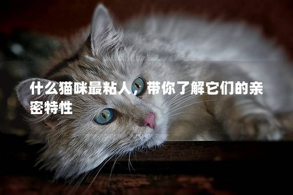 什么貓咪最粘人，帶你了解它們的親密特性