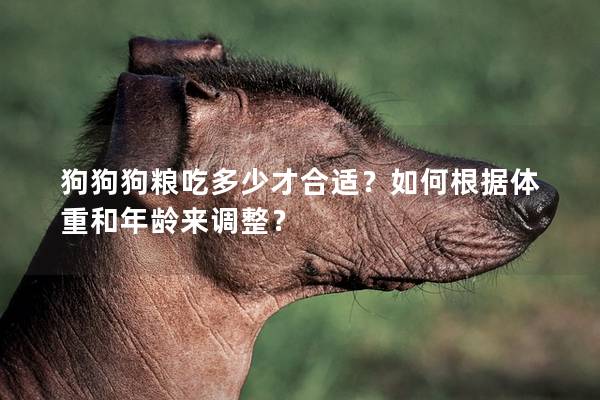 狗狗狗糧吃多少才合適？如何根據(jù)體重和年齡來調(diào)整？