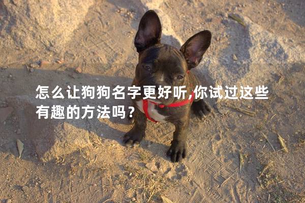 怎么讓狗狗名字更好聽,你試過這些有趣的方法嗎？