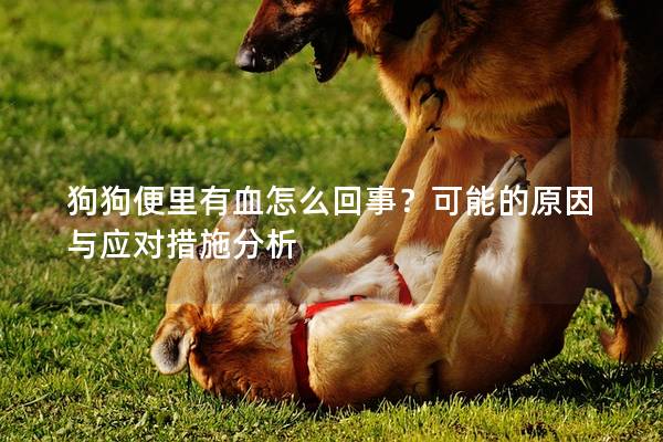 狗狗便里有血怎么回事？可能的原因與應對措施分析