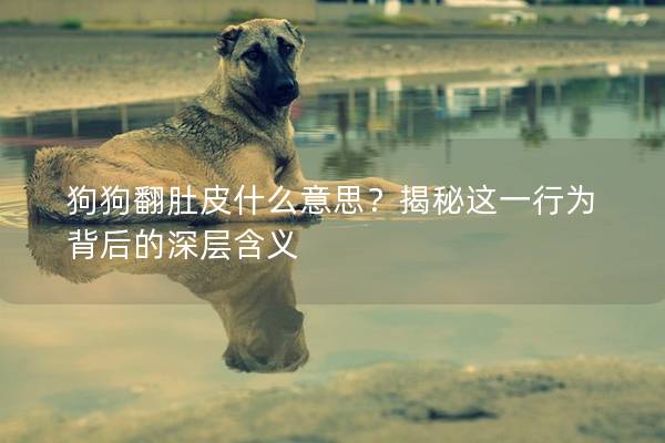 狗狗翻肚皮什么意思？揭秘這一行為背后的深層含義