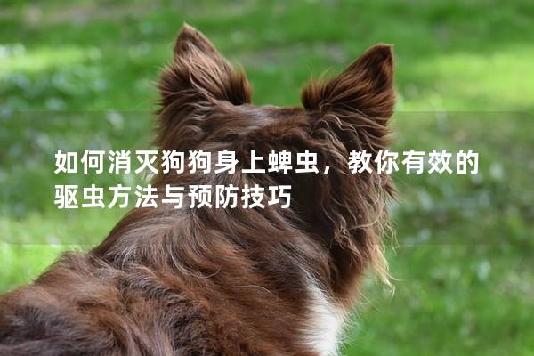 如何消滅狗狗身上蜱蟲，教你有效的驅蟲方法與預防技巧