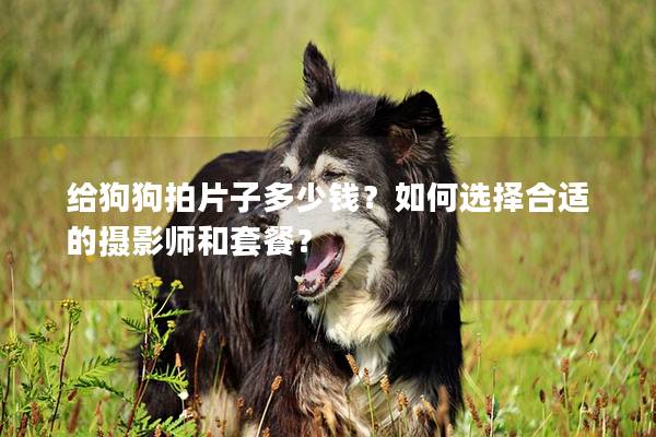 給狗狗拍片子多少錢？如何選擇合適的攝影師和套餐？