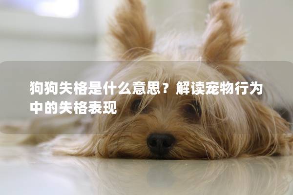 狗狗失格是什么意思？解讀寵物行為中的失格表現