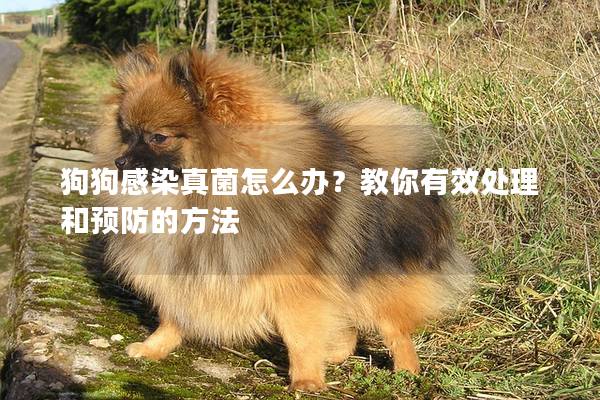 狗狗感染真菌怎么辦？教你有效處理和預防的方法