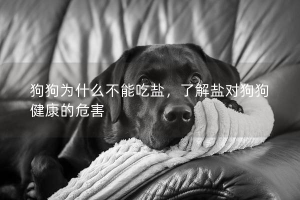 狗狗為什么不能吃鹽，了解鹽對(duì)狗狗健康的危害