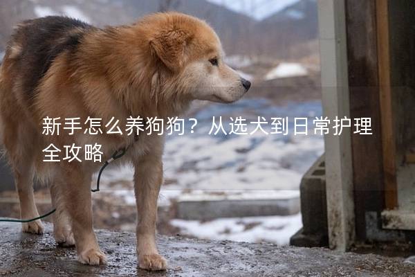 新手怎么養狗狗？從選犬到日常護理全攻略