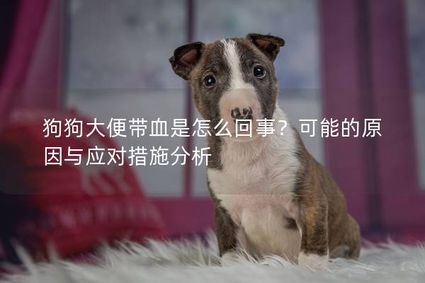 狗狗大便帶血是怎么回事？可能的原因與應(yīng)對(duì)措施分析