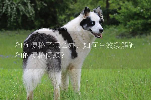 狗狗便秘了怎么辦，如何有效緩解狗狗的便秘問題？