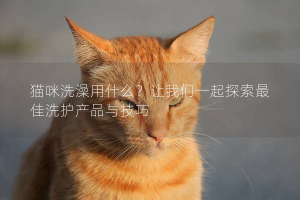 貓咪洗澡用什么？讓我們一起探索最佳洗護(hù)產(chǎn)品與技巧