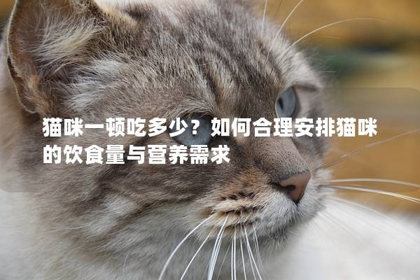貓咪一頓吃多少？如何合理安排貓咪的飲食量與營(yíng)養(yǎng)需求