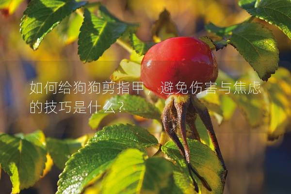 如何給狗狗剪指甲，避免傷害與焦慮的技巧是什么？