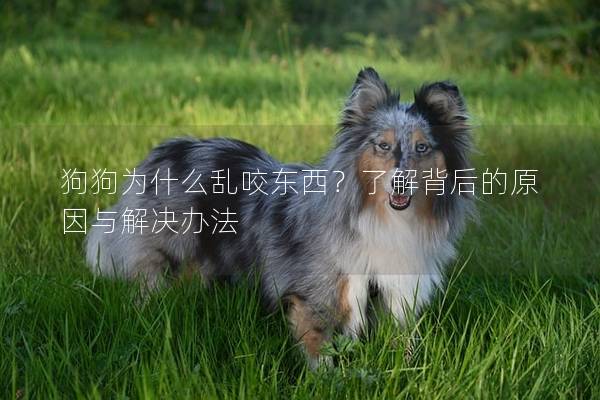 狗狗為什么亂咬東西？了解背后的原因與解決辦法