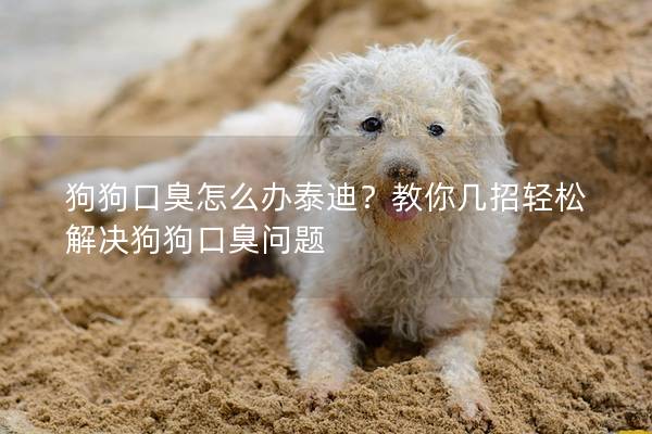 狗狗口臭怎么辦泰迪？教你幾招輕松解決狗狗口臭問題