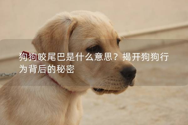 狗狗咬尾巴是什么意思？揭開狗狗行為背后的秘密
